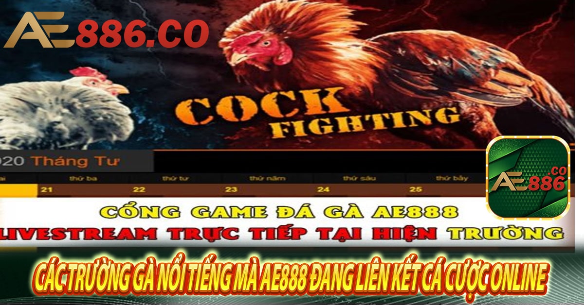 Các trường gà nổi tiếng mà Ae888 đang liên kết cá cược online 